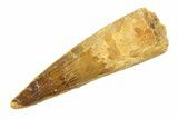 Fossil Spinosaurus Tooth - Real Dinosaur Tooth #346783-1